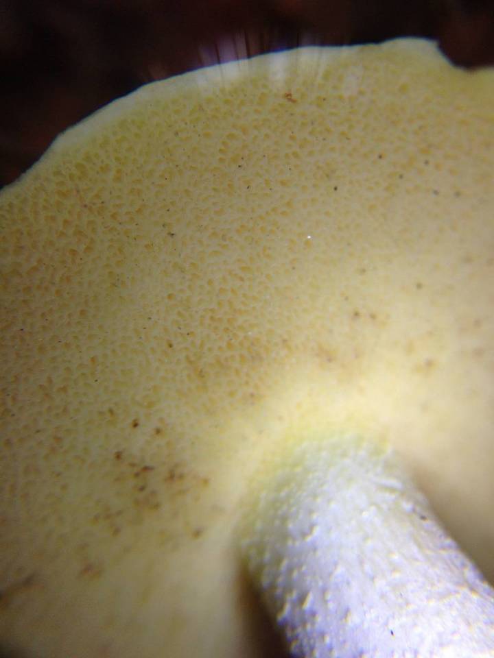 Suillus kunmingensis image