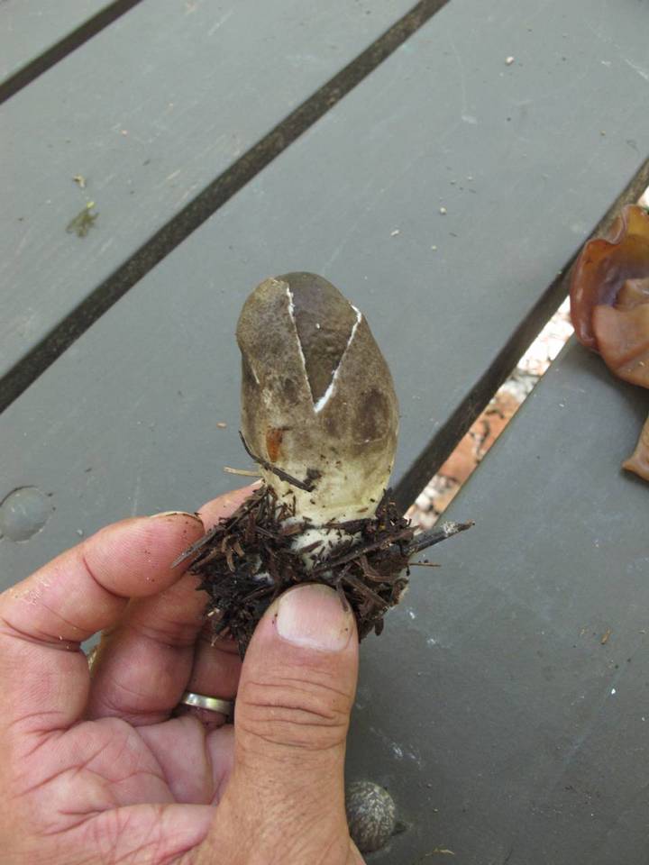 Volvariella volvacea image