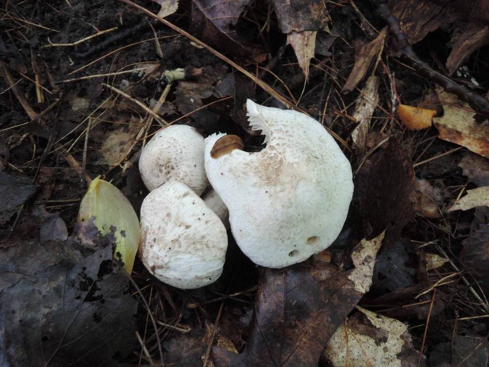 Tricholoma venenatum image
