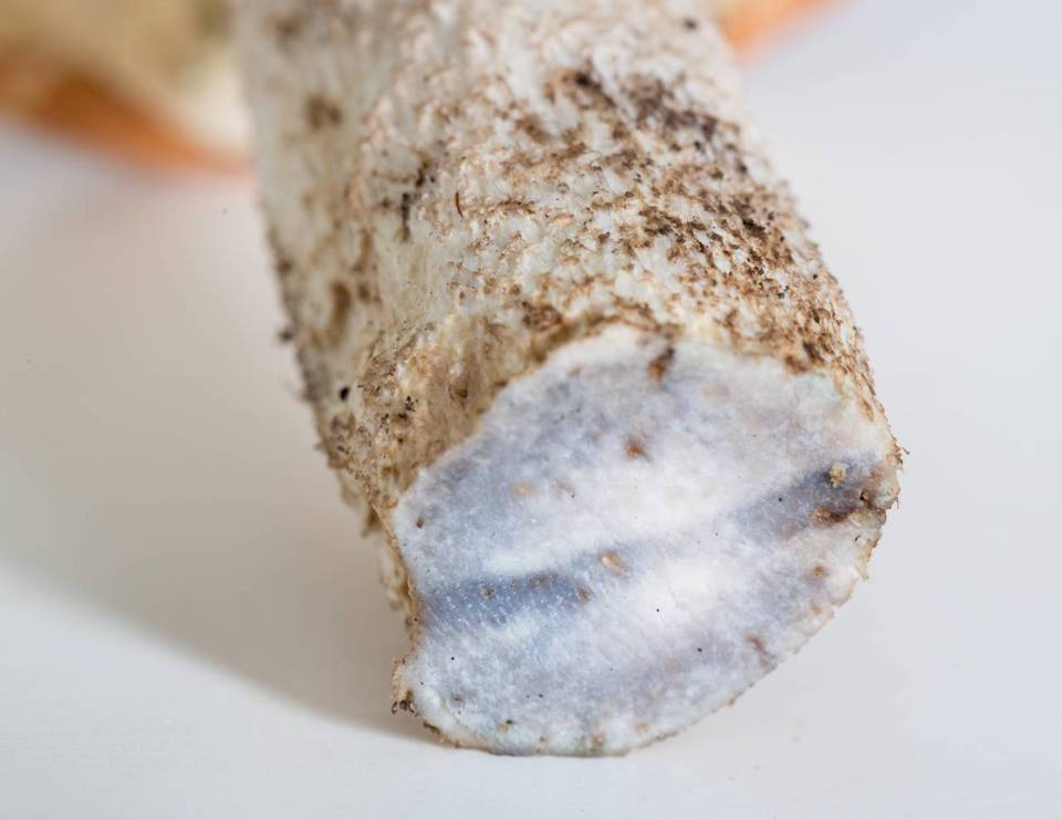 Leccinum albostipitatum image
