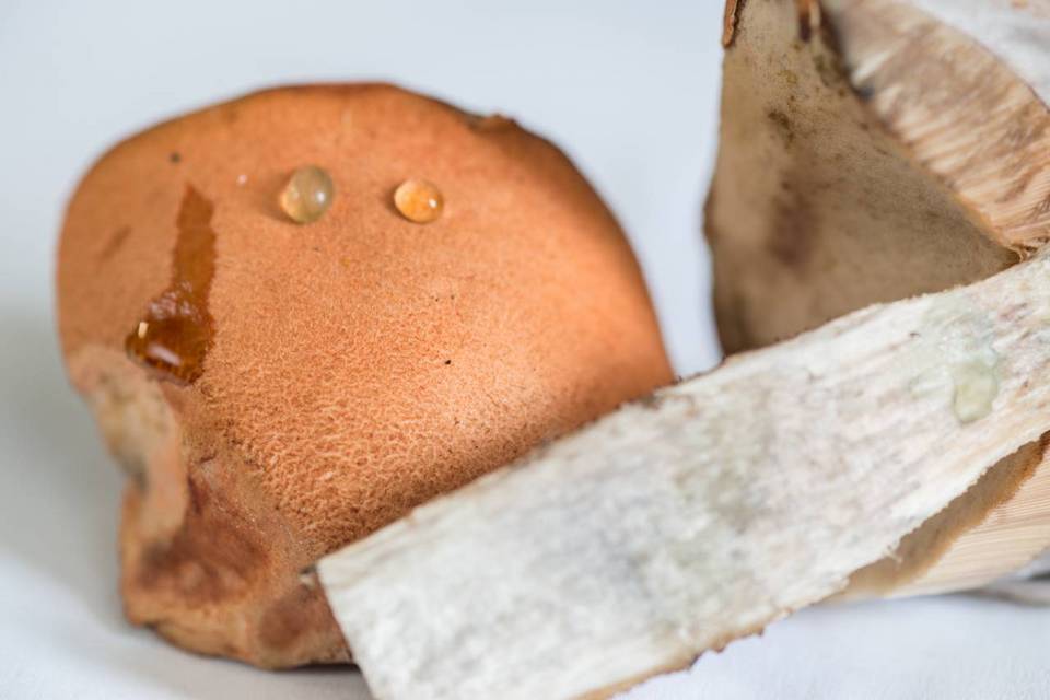 Leccinum albostipitatum image