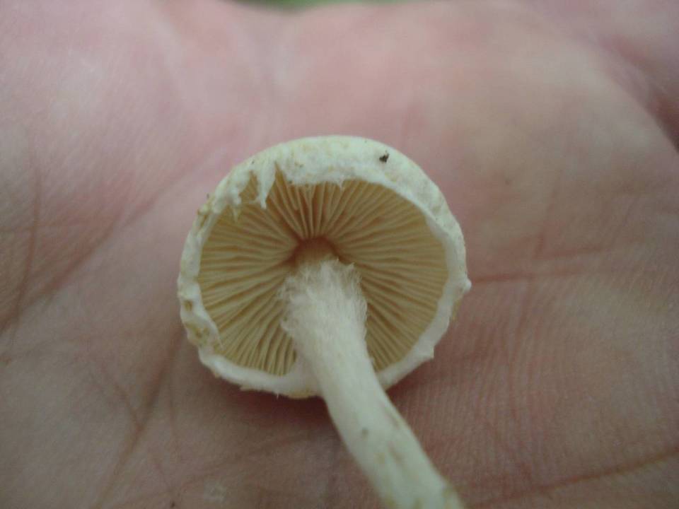 Lepiota subalba image