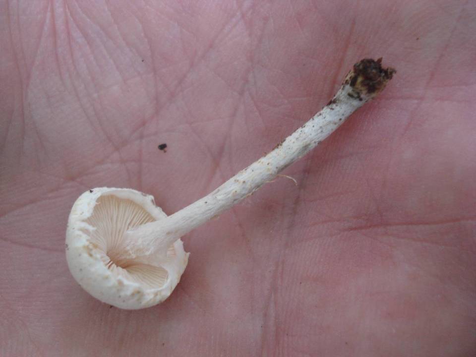 Lepiota subalba image