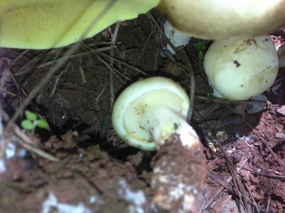 Suillus kunmingensis image