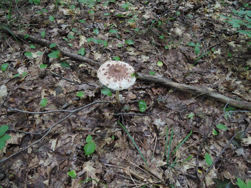 Macrolepiota konradii image