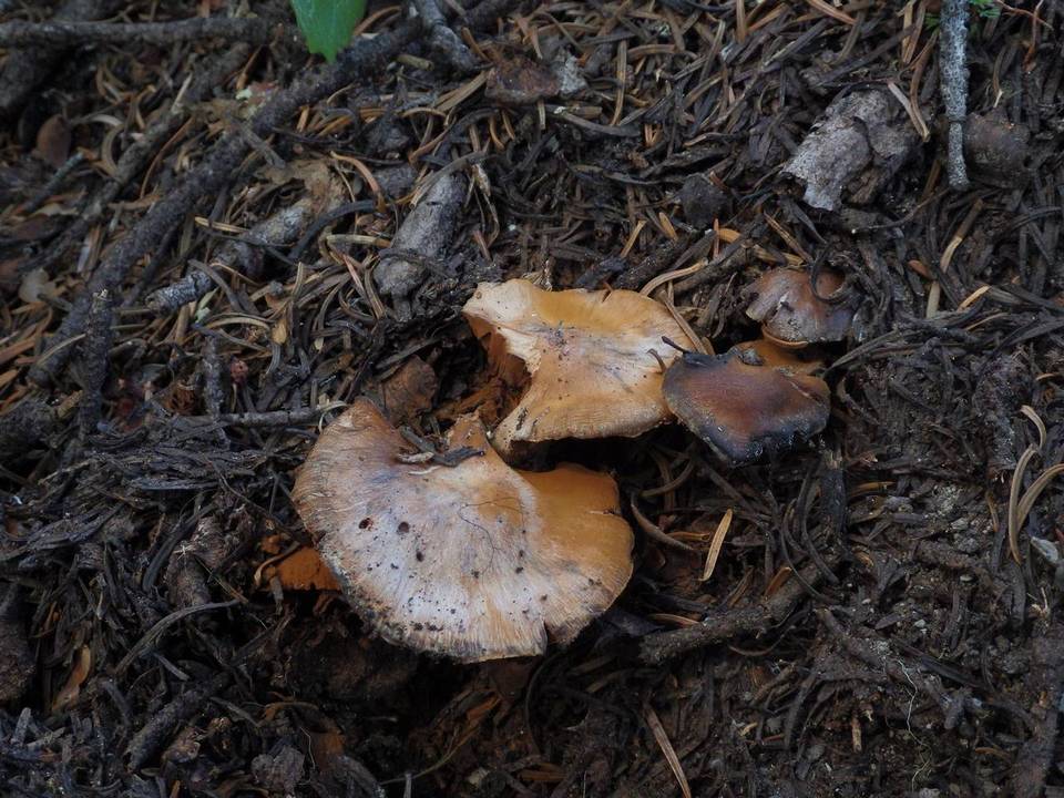 Cortinarius ahsii image