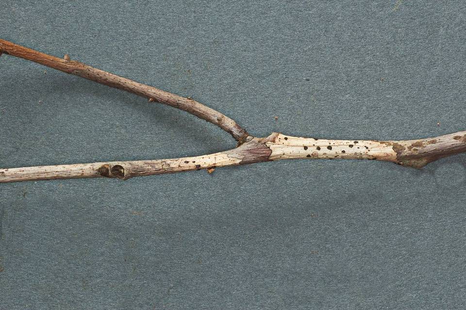 Coccomyces gaultheriae image