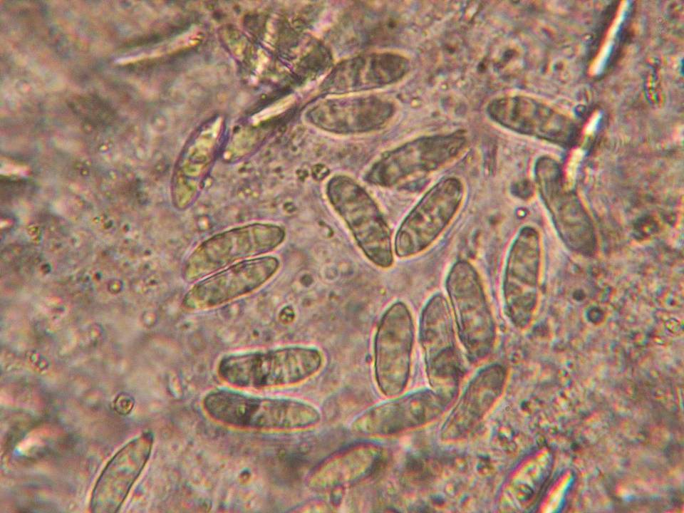 Coccomyces gaultheriae image