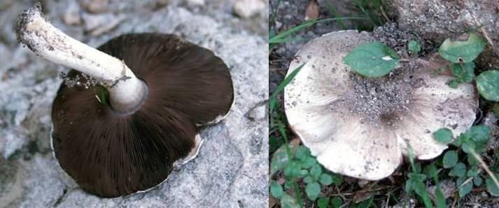 Agaricus menieri image