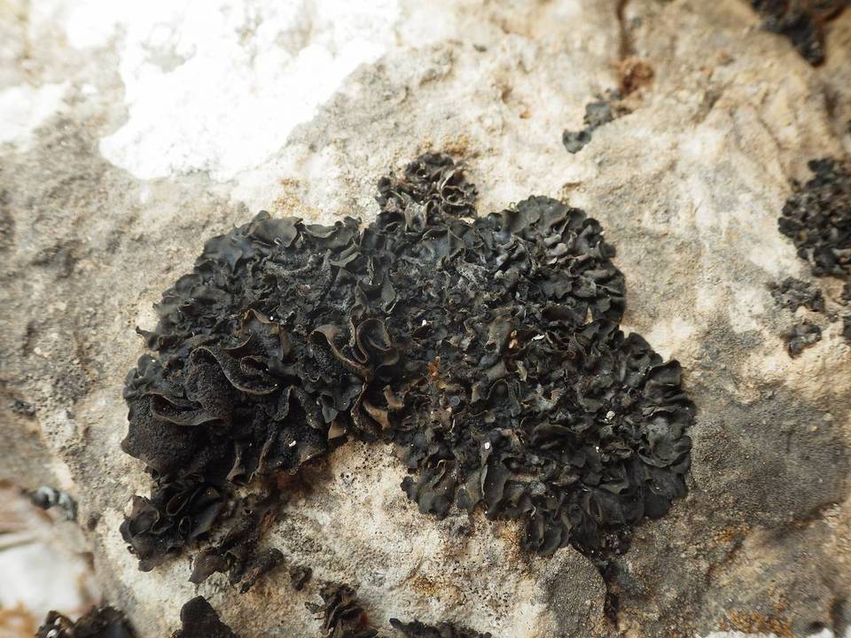 Collema flaccidum image