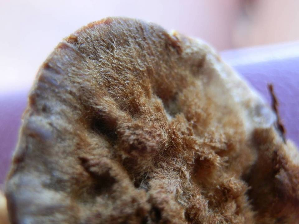 Coltricia montagnei var. montagnei image