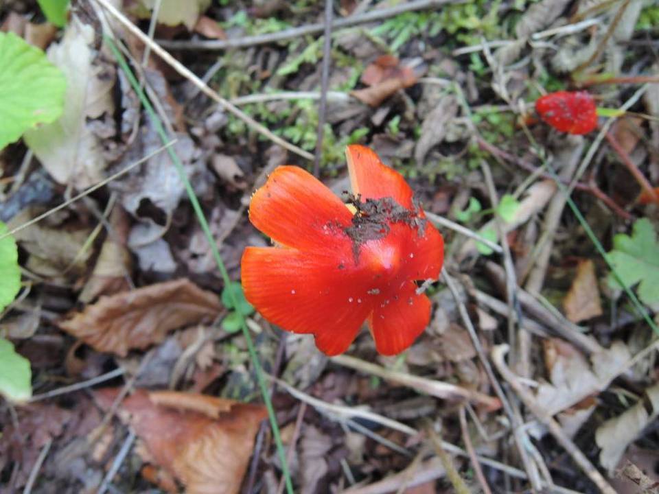 Hygrocybe ruber image