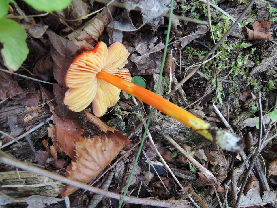 Hygrocybe ruber image