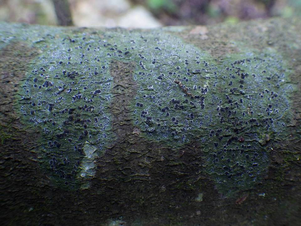Byssoloma leucoblepharum image