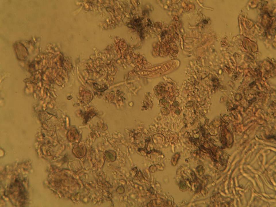 Byssoloma leucoblepharum image