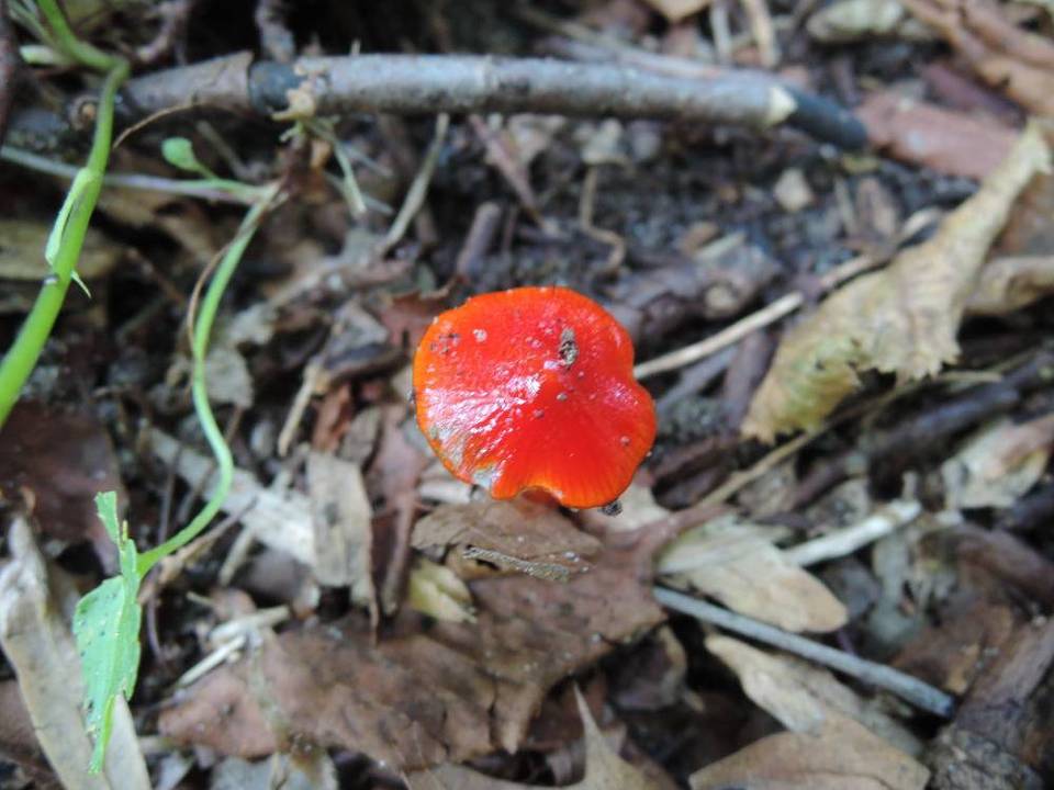Hygrocybe ruber image