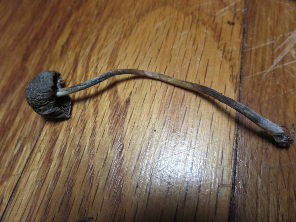 Panaeolus bisporus image