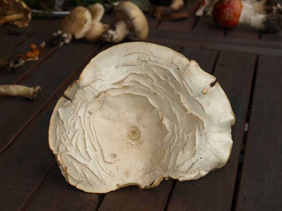 Ossicaulis lignatilis image