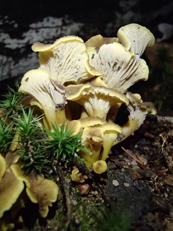 Cantharellus melanoxeros image