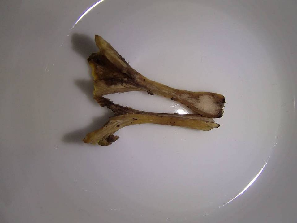 Cantharellus melanoxeros image