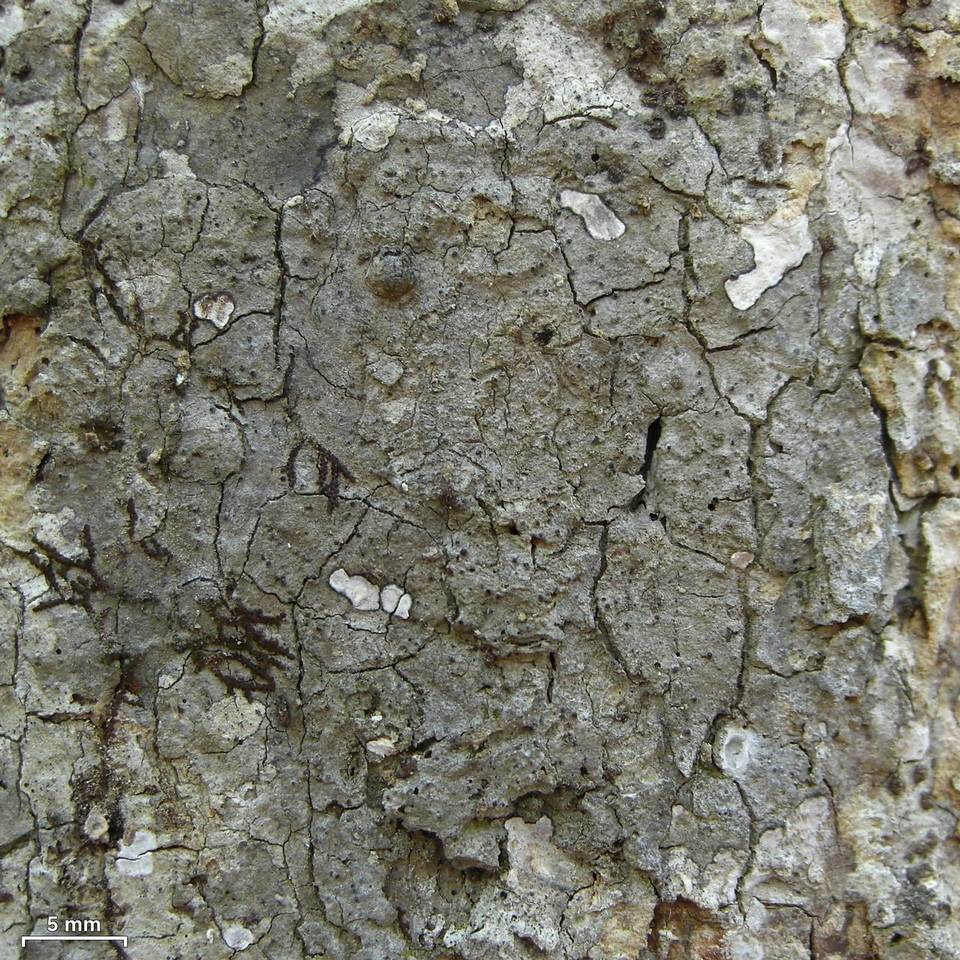 Pseudosagedia cestrensis image
