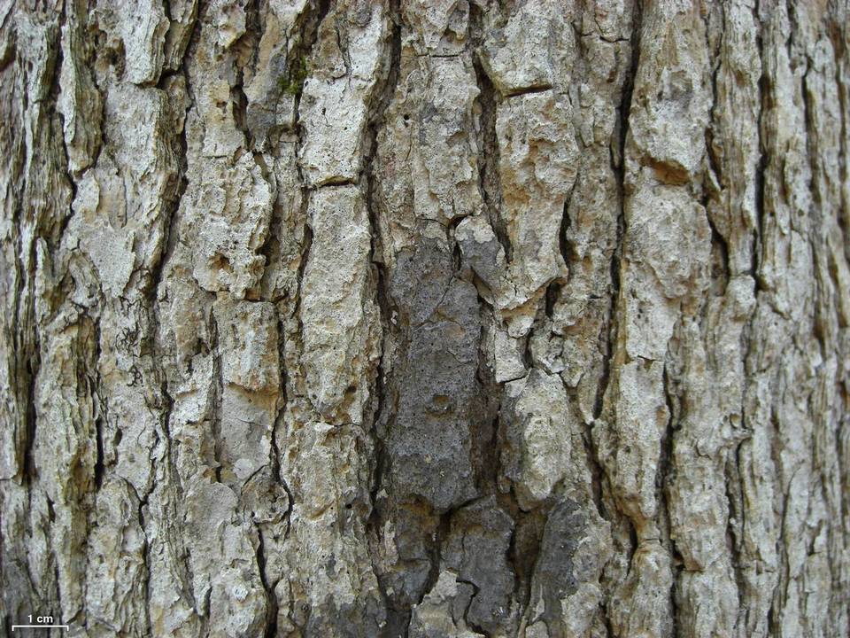 Pseudosagedia cestrensis image