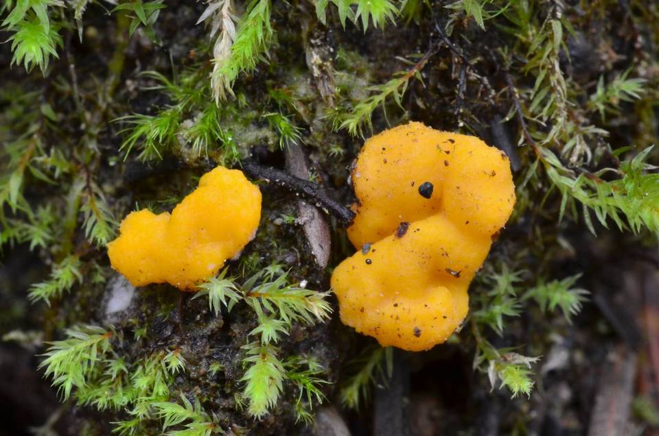 Endogone pisiformis image