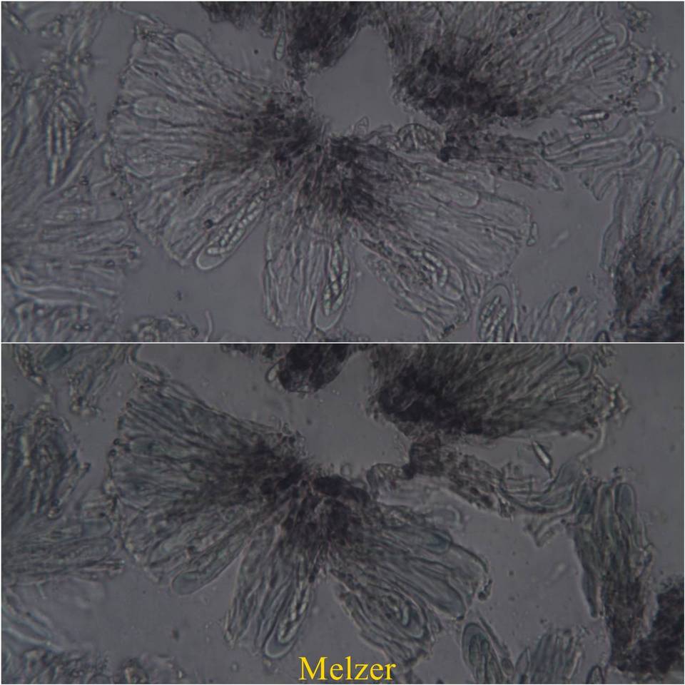 Byssoloma leucoblepharum image