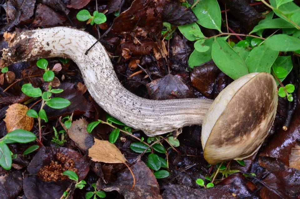 Leccinum alaskanum image