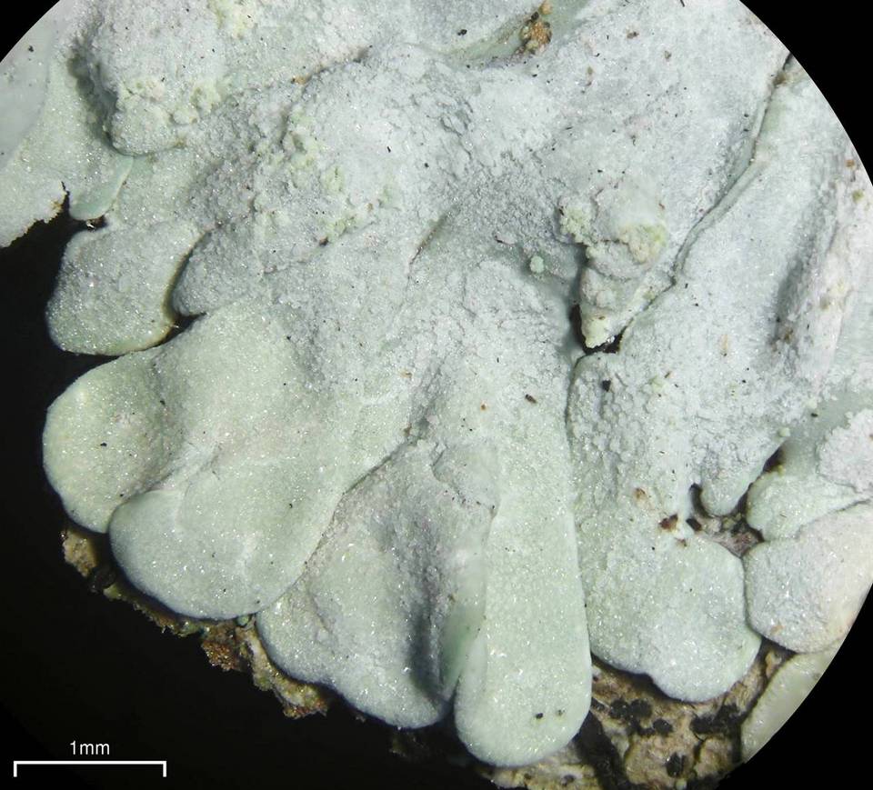 Pyxine cocoës image