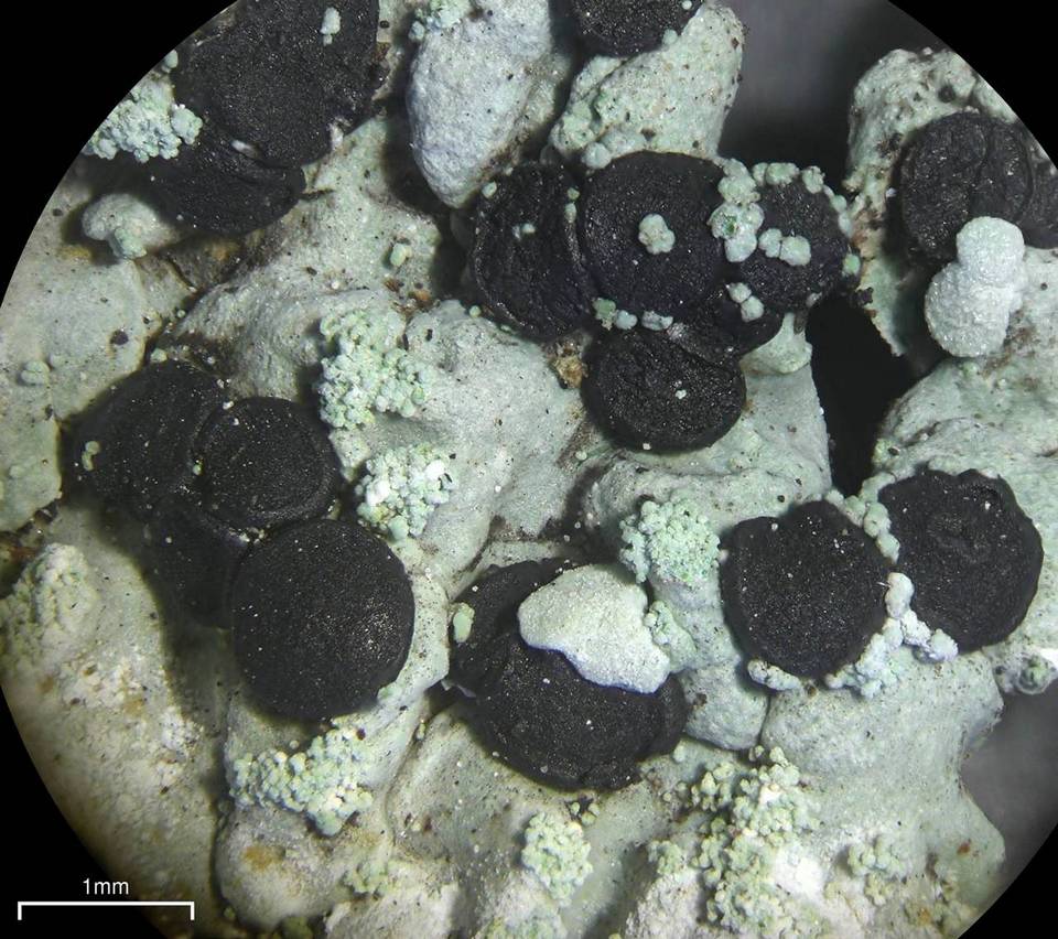 Pyxine cocoës image