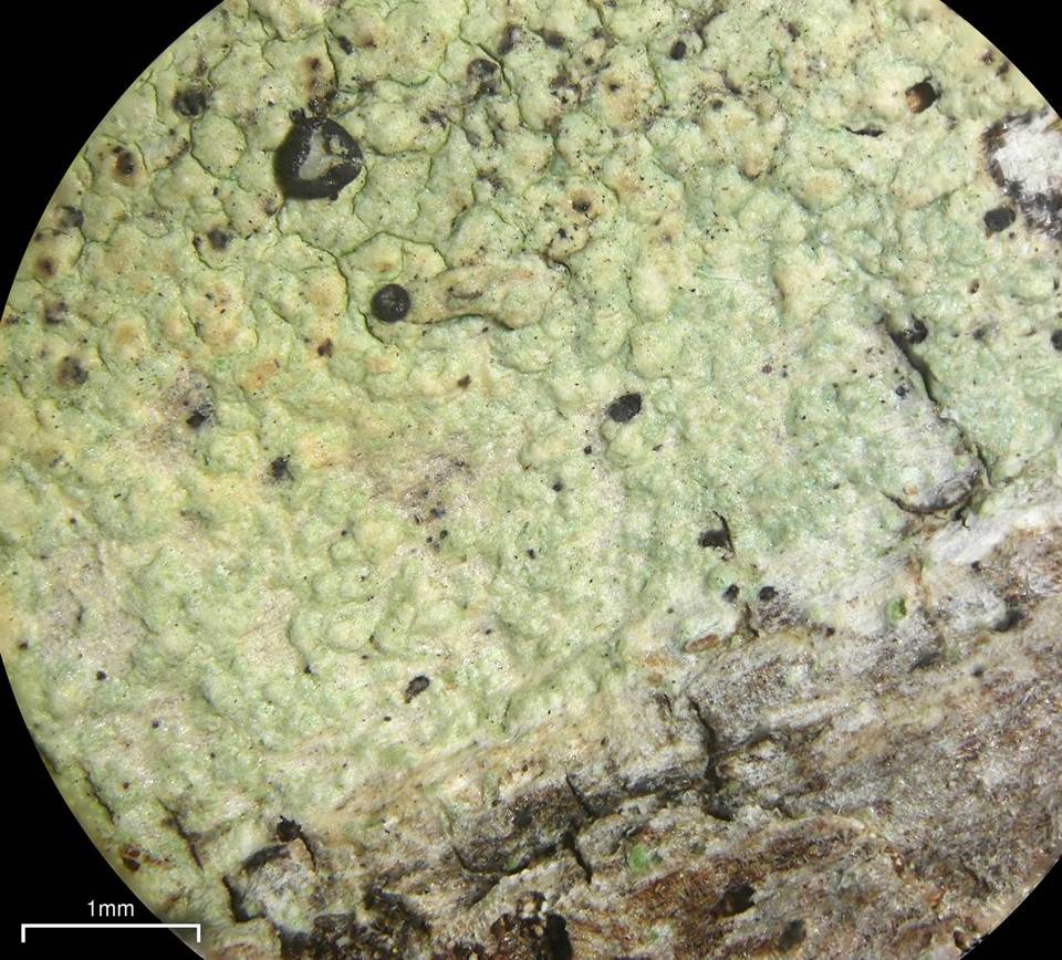 Buellia gerontoides image