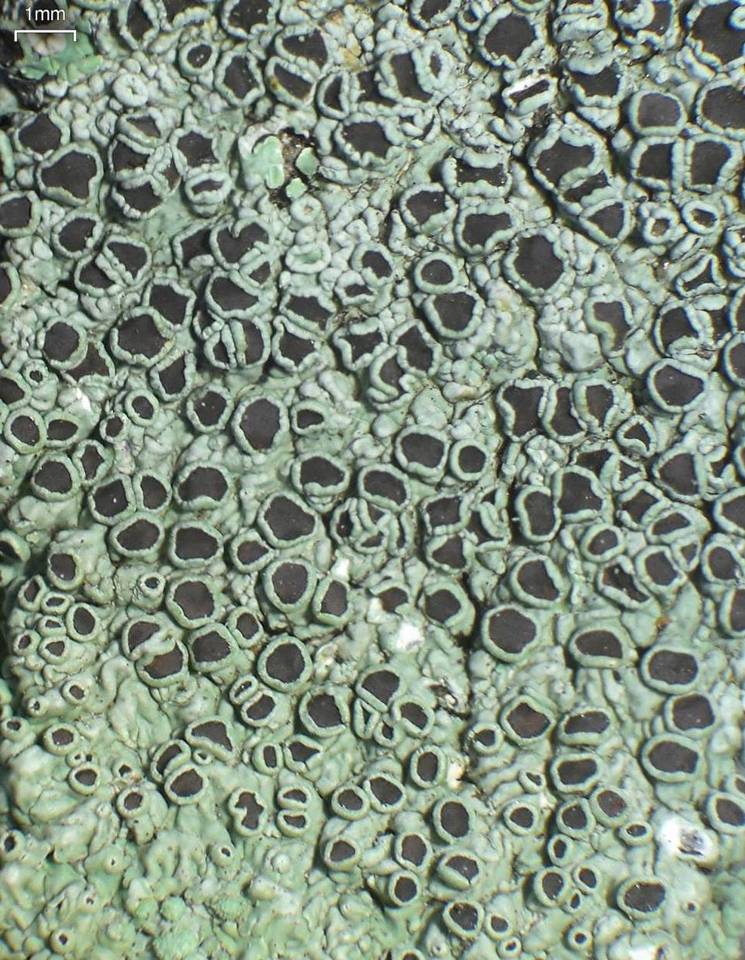 Dirinaria purpurascens image
