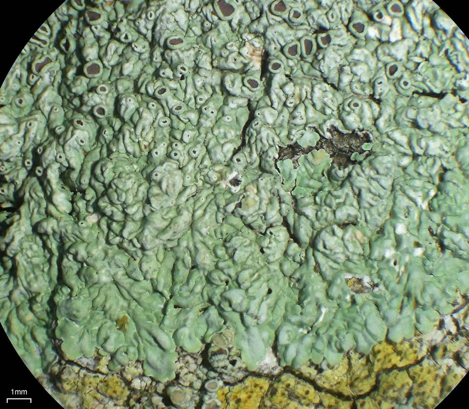 Dirinaria purpurascens image