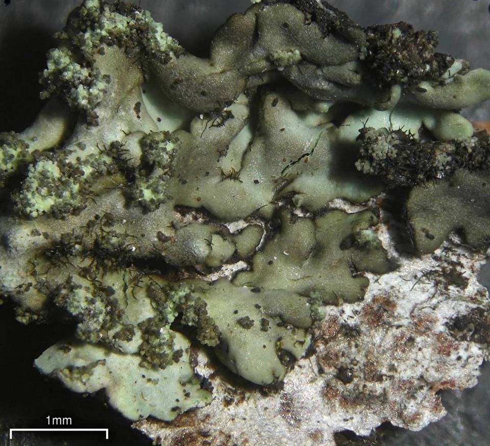 Hyperphyscia minor image