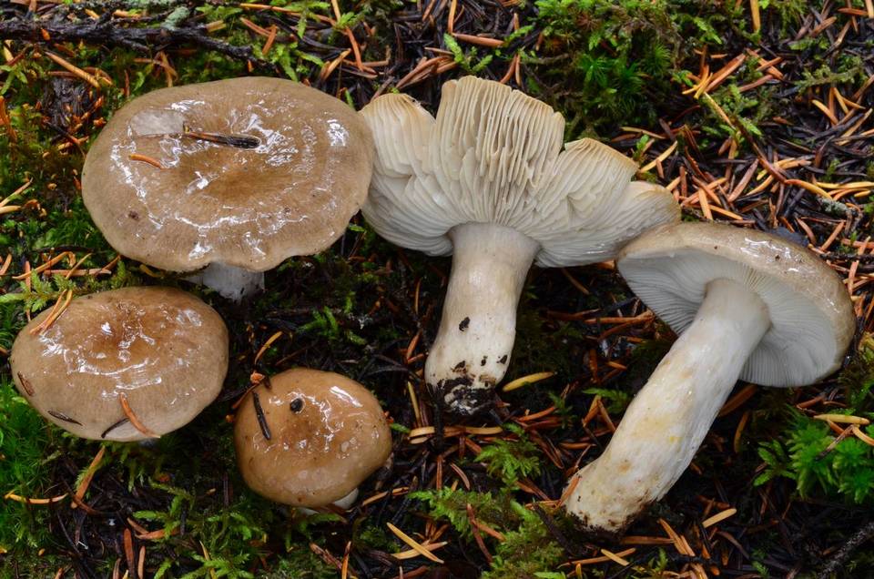 Russula consobrina image