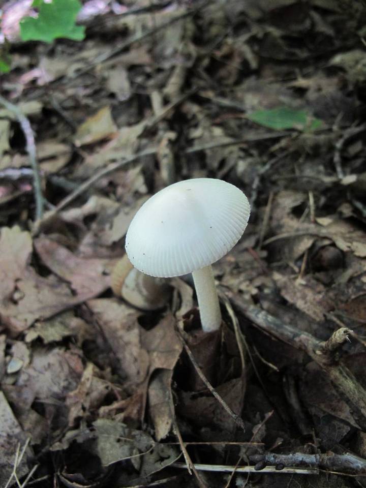 Amanita homolae image