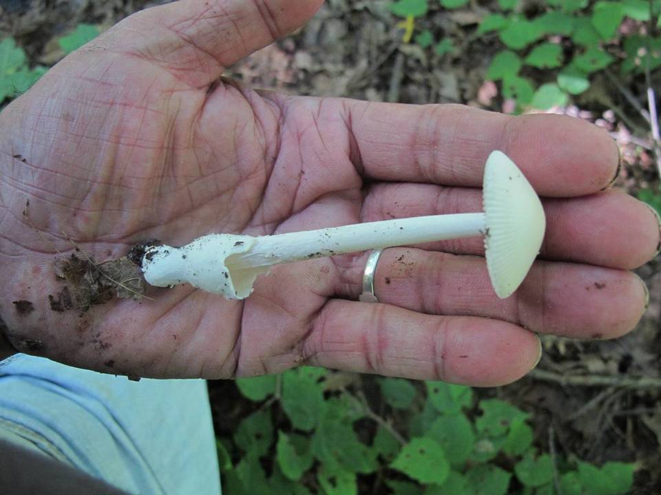 Amanita homolae image