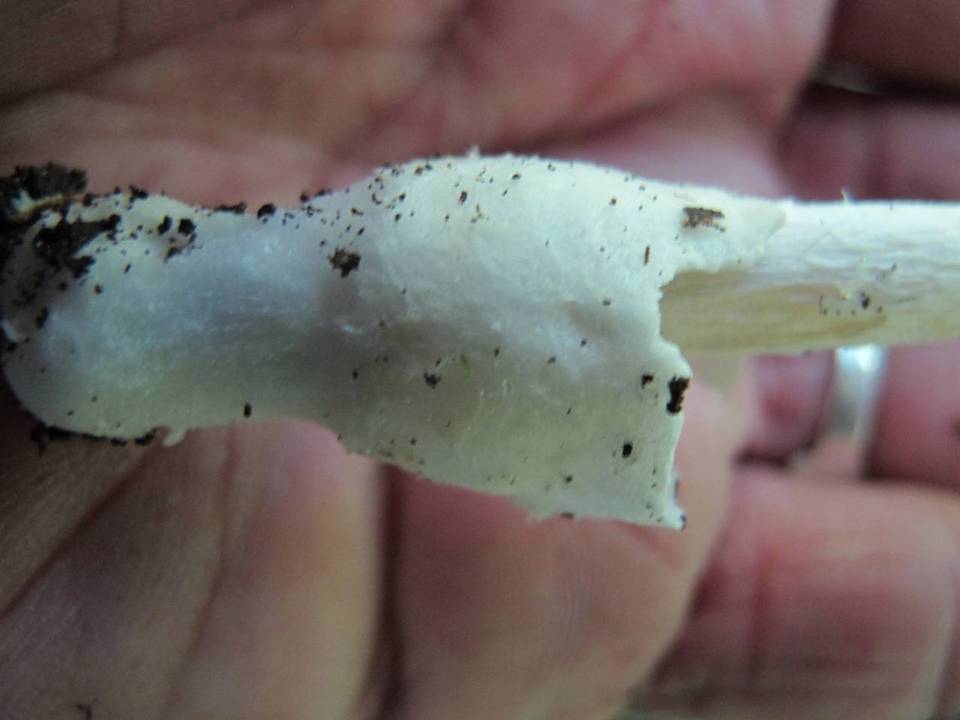 Amanita homolae image