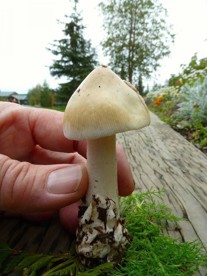 Amanita groenlandica image