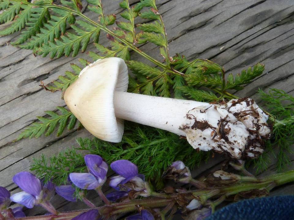 Amanita groenlandica image