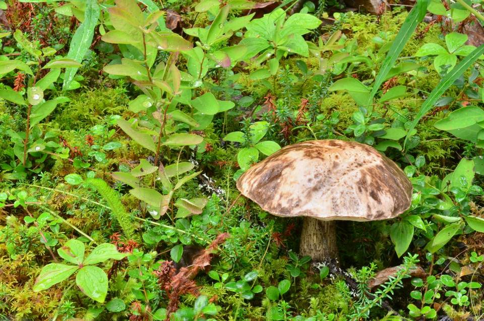 Leccinum alaskanum image