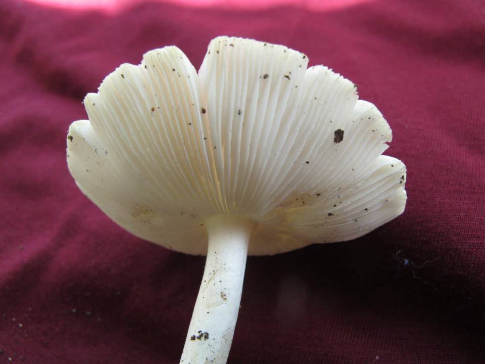 Amanita homolae image