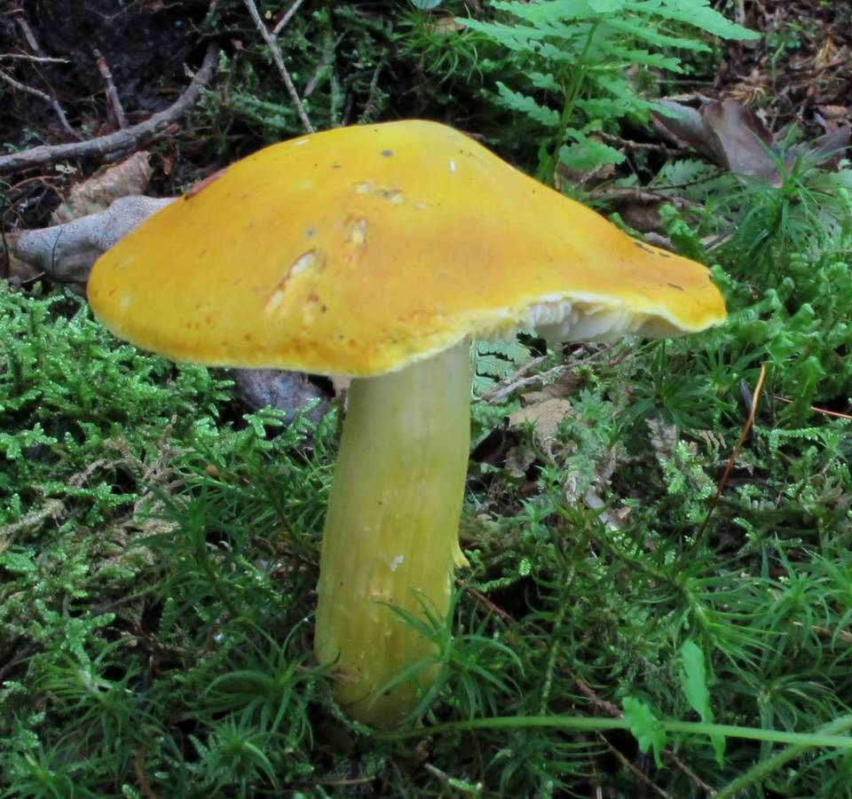 Tricholoma fumosoluteum image