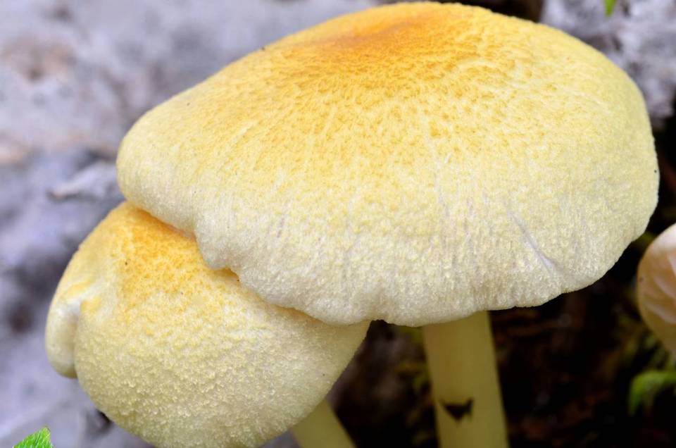 Alboleptonia ochracea image