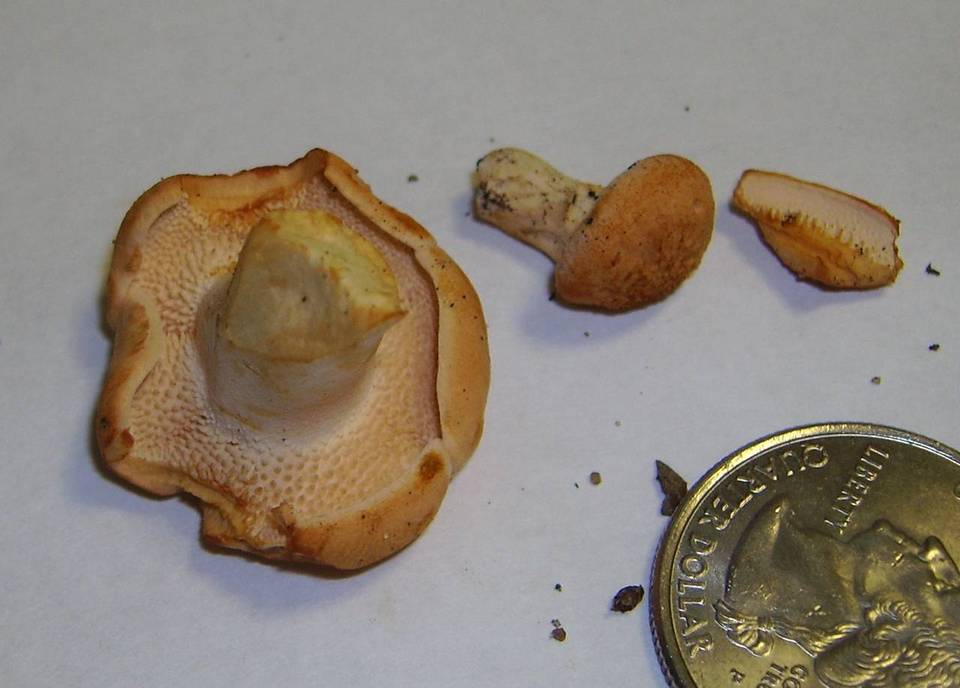 Hydnum subrufescens image
