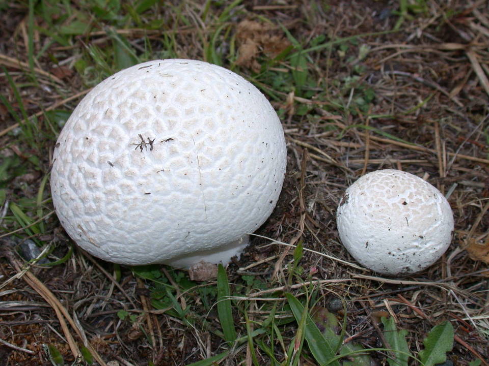 Handkea utriformis var. utriformis image