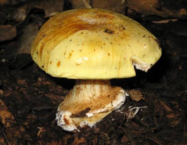 Cortinarius aleuriosmus image