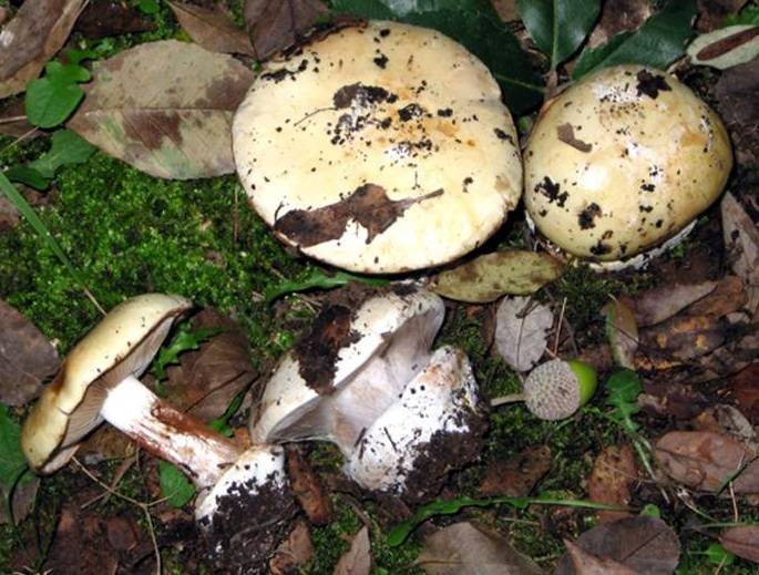Cortinarius aleuriosmus image