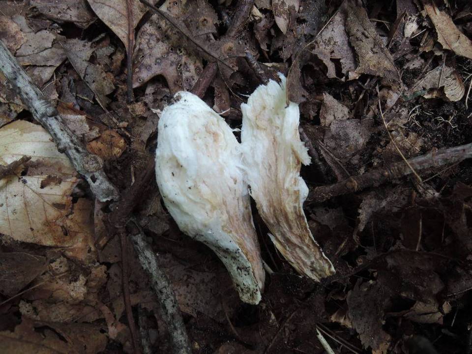 Underwoodia columnaris image